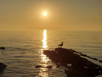 Seagull on sea shore against sky during sunset