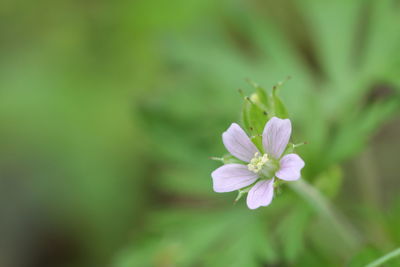 Close-up of purple flowering plant