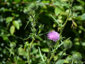 Close-up of thistle flower