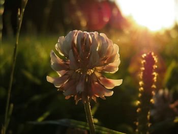 Close-up of pink flowers