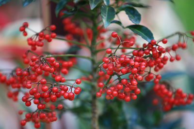 Close-up of red berries growing on tree