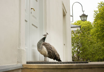 Peacock in front of a door