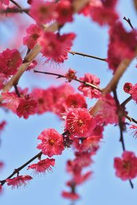 Low angle view of maple tree against sky