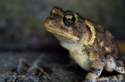 Close-up of lizard