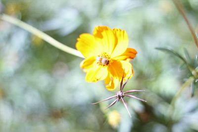 Close-up of yellow flower blooming outdoors