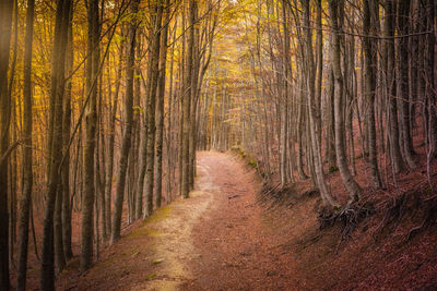 Dirt road amidst trees in forest