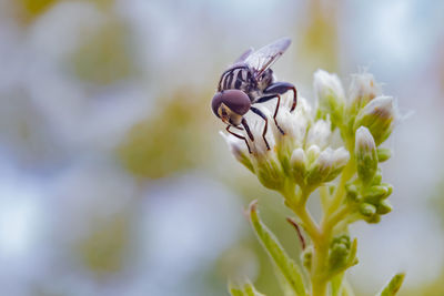 Close-up of insect on flower