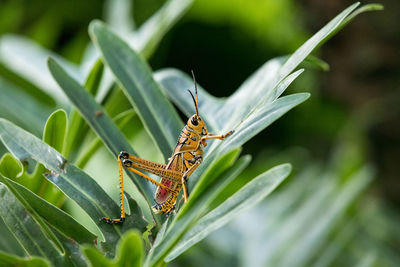 Orange. yellow and red eastern lubber grasshopper romalea microptera also called romalea guttata 