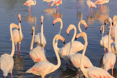 Flock of flamingos in the water in camargue by day, france