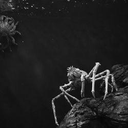 Close-up of crustacean on rock