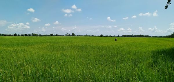 Scenic view of agricultural field against sky