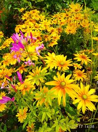 Close-up of multi colored flowers blooming outdoors