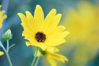 Close-up of yellow flower