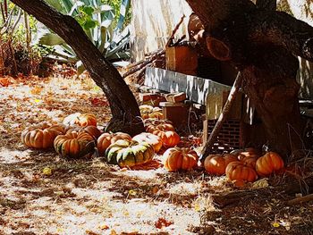 View of pumpkins on field during autumn