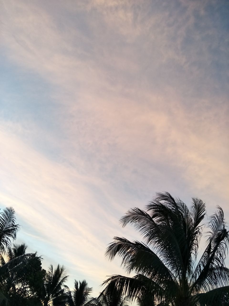 LOW ANGLE VIEW OF COCONUT PALM TREE AGAINST SKY