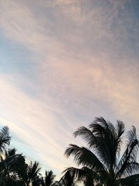 Low angle view of palm trees against sky