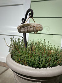 Close-up of potted plant hanging on wall