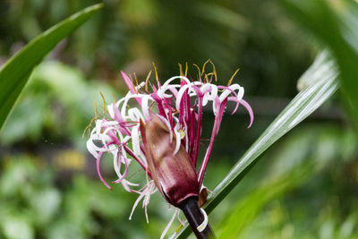 Close-up of insect on flower