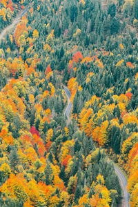 Trees in forest during autumn