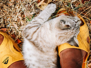 Portrait of cat relaxing outdoors