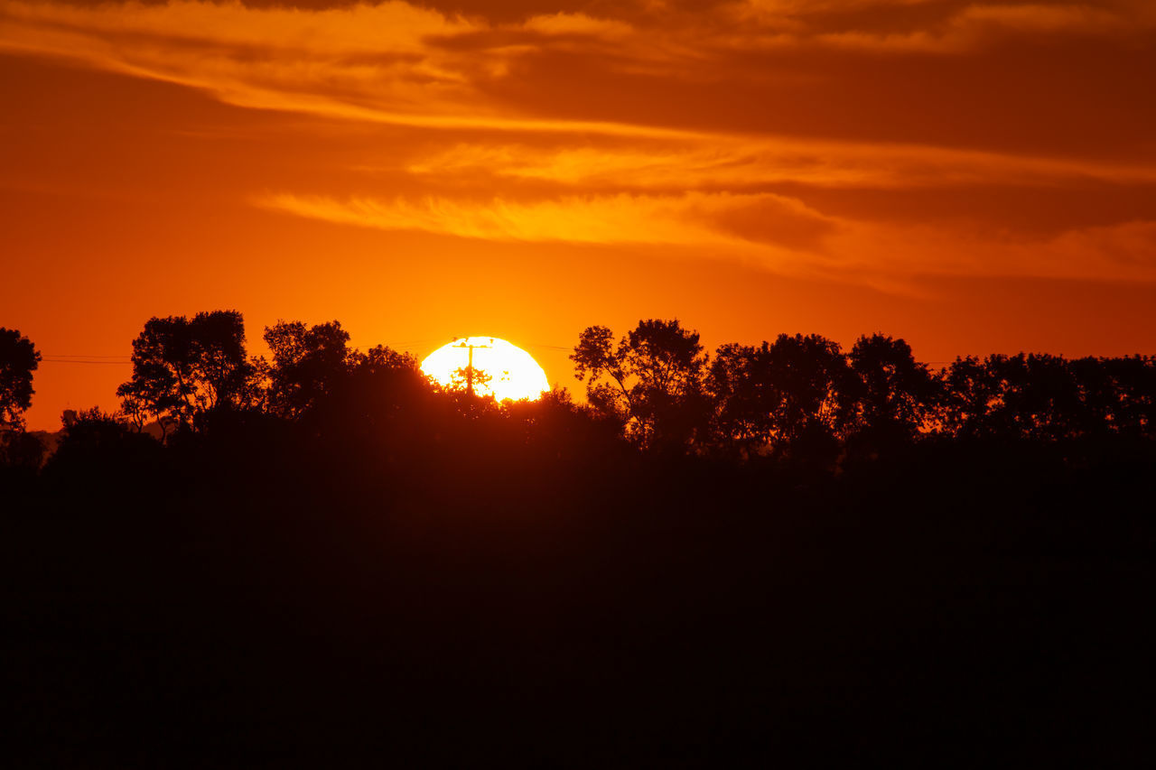 SILHOUETTE TREES AGAINST ORANGE SKY DURING SUNSET