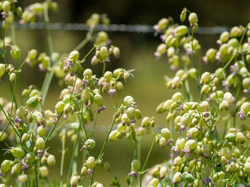 Close-up of flowering plant