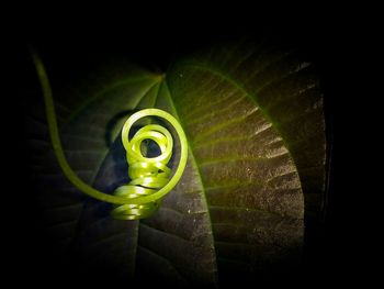 Close-up of spiral leaf against black background