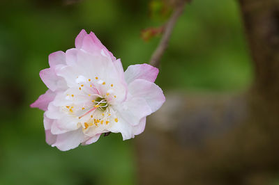 Close-up of pink cherry blossom