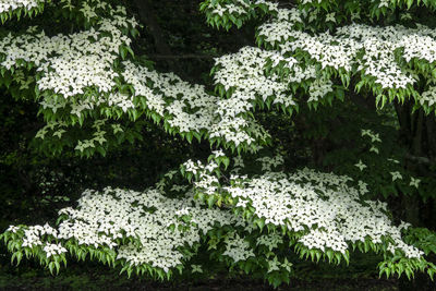 White flowering plants in garden