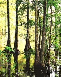 Trees in forest