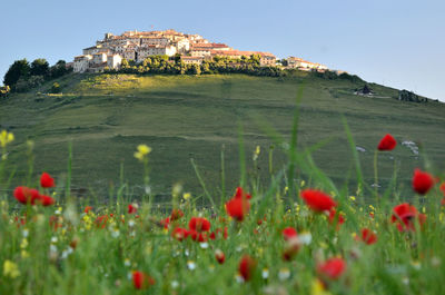 View of poppies on field against sky