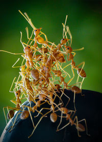 Close-up of red ants