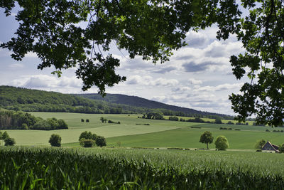 Scenic view of agricultural field against sky