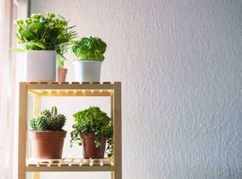 Potted plants at home