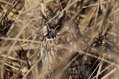 Close-up of bird sitting outdoors