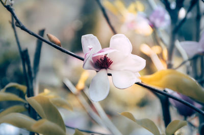 Close-up of flower blooming outdoors