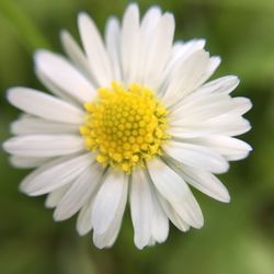 Close-up of daisy blooming outdoors