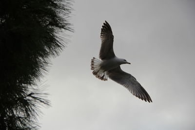 Low angle view of seagull flying