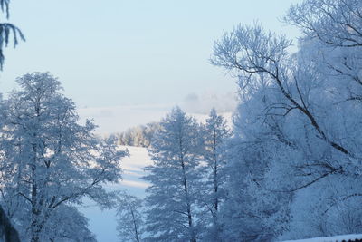 Low angle view of snow covered trees against sky