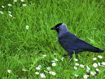 Bird perching on a field