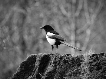 Close-up of bird perching outdoors