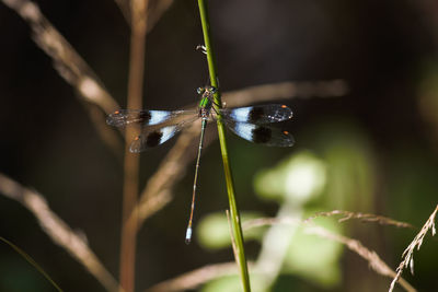 Close-up of butterfly on plant