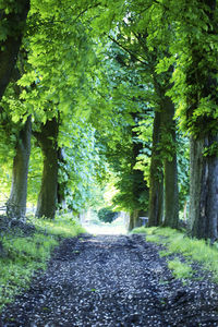 Road amidst trees in forest