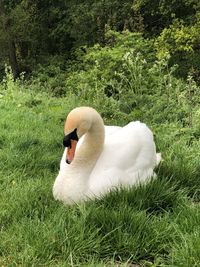 White swan in a field