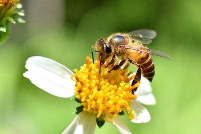Close-up of bee pollinating on yellow flower