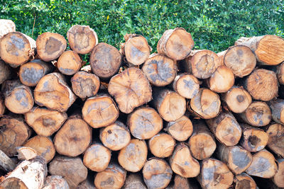 Stack of logs in forest