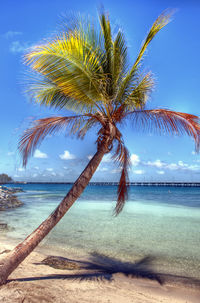 Palm tree by sea against blue sky