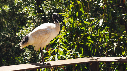 Bird perching on a tree
