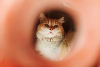 Close-up portrait of cat