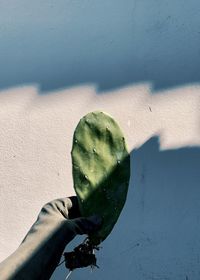 Cropped hand holding cactus against wall